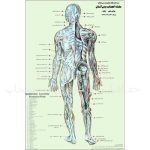 پوستر سلسله اعصاب بدن انسان
